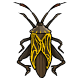 Black and Yellow Scarab