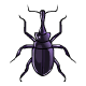 Long Headed Scarab