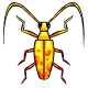 Greater Yellow Scarab