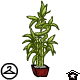 Bamboo Plant