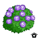 Purple Hydrangea Bush