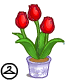 Potted Red Tulips