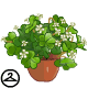 Potted Shamrock