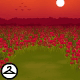 Red Poppy Field Background