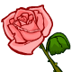 Sweetheart Rose Sweetheart Rose