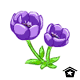 Purple Poppies