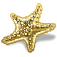 Star Fish Shell