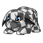 checkered poogle
