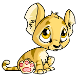 baby kougra