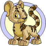 Classic Background biscuit kougra (old pre-customisation)