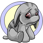 grey poogle