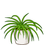 https://images.neopets.com/bookshelf/decors/decoration/SpiderPlant/SpiderPlant_150x150.png