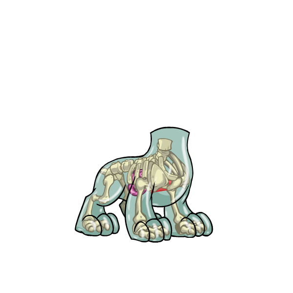Transparent Kougra I Dress to Impress