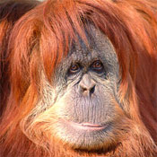 https://images.neopets.com/games/animalplanet/orangutan.jpg