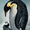 https://images.neopets.com/games/clicktoplay/icon_573.gif