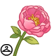 Thumbnail for Single Pink Peony Handheld