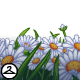 Thumbnail for Daisy Garden Foreground