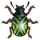 Green Patterned Collectable Scarab