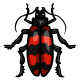 Red Striped Collectible Scarab