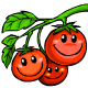 Put a smile on your face by eating one of these yummy Cheery Tomatoes.