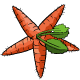 Star Shaped Carrot