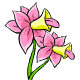 Rude Daffodil