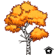 Autumn Birch Tree - r65