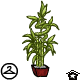 Thumbnail for Bamboo Plant