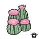 Barrel Cactus - r91