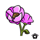 Pink Poppies - r75