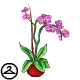 Illusens Potted Orchid