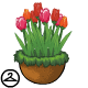 Thumbnail for Potted Tulips