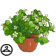 Shamrocks are no easy find, but youre in luck with this particular potted plant!
