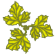 Golden Ivy Leaves