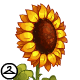 Doesnt this giant sunflower make you feel all sunny inside? This item is only wearable by Neopets painted Baby. If your Neopet is not painted Baby, it will not be able to wear this NC item.