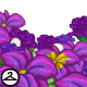 Purple Flowers Foreground