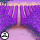 Thumbnail for Lavender Flower Fields