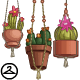 Hanging Cacti Planters