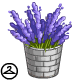 Send your Valentine a bushel of lavender as beautiful as they are.
