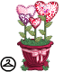 Blooming Hearts Plant