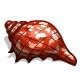Red Lined Shell