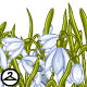 Thumbnail for Wild Snowdrops Foreground