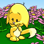 https://images.neopets.com/nt/ntimages/437_kacheek_tash.gif