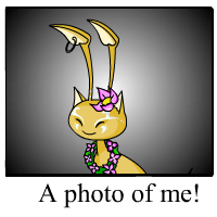 https://images.neopets.com/template_images/aisha_island_me.gif