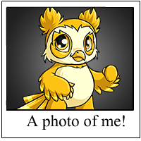 https://images.neopets.com/template_images/vandagyre_yellow_me.gif